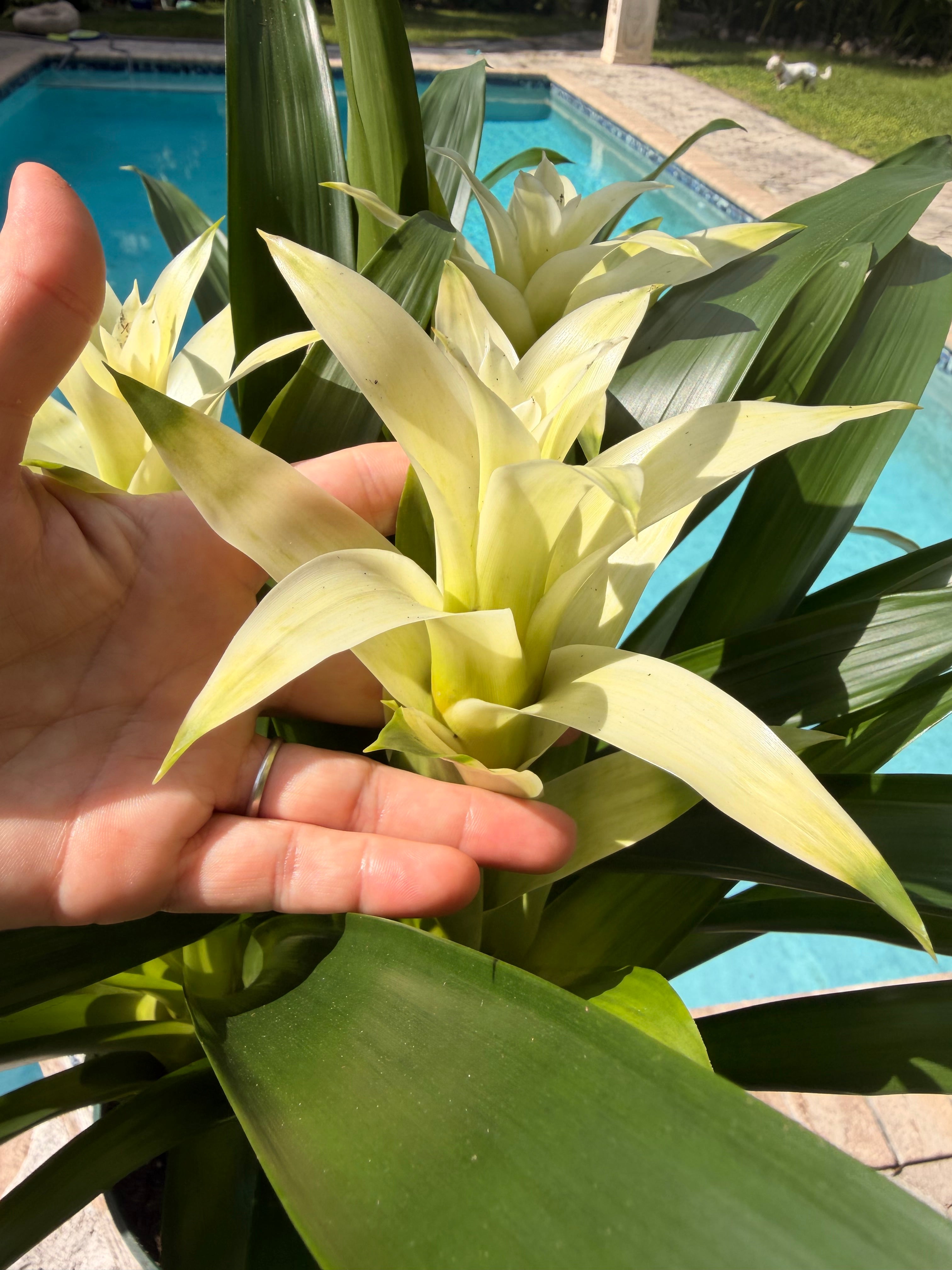 Guzmania planting, 8” pot. 3 white plants per pot