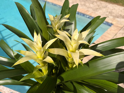Guzmania planting, 8” pot. 3 white plants per pot