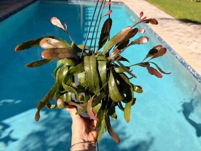 Rhipsalis Ramulosa, 5” pot