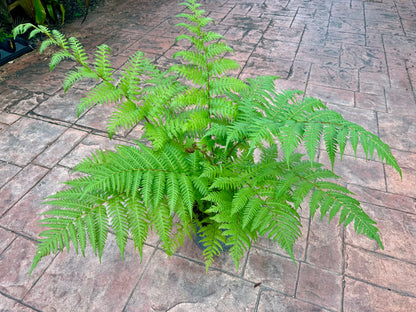 Australian Tree Fern, 10” pot
