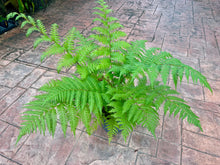 Load image into Gallery viewer, Australian Tree Fern, 10” pot