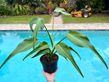 Load image into Gallery viewer, Monstera Burle Marx Flame, 6” pot