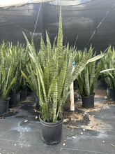 Load image into Gallery viewer, Sansevieria Zeylanica, 10” pot