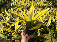 Load image into Gallery viewer, Sansevieria Golden Flame, 6” pot