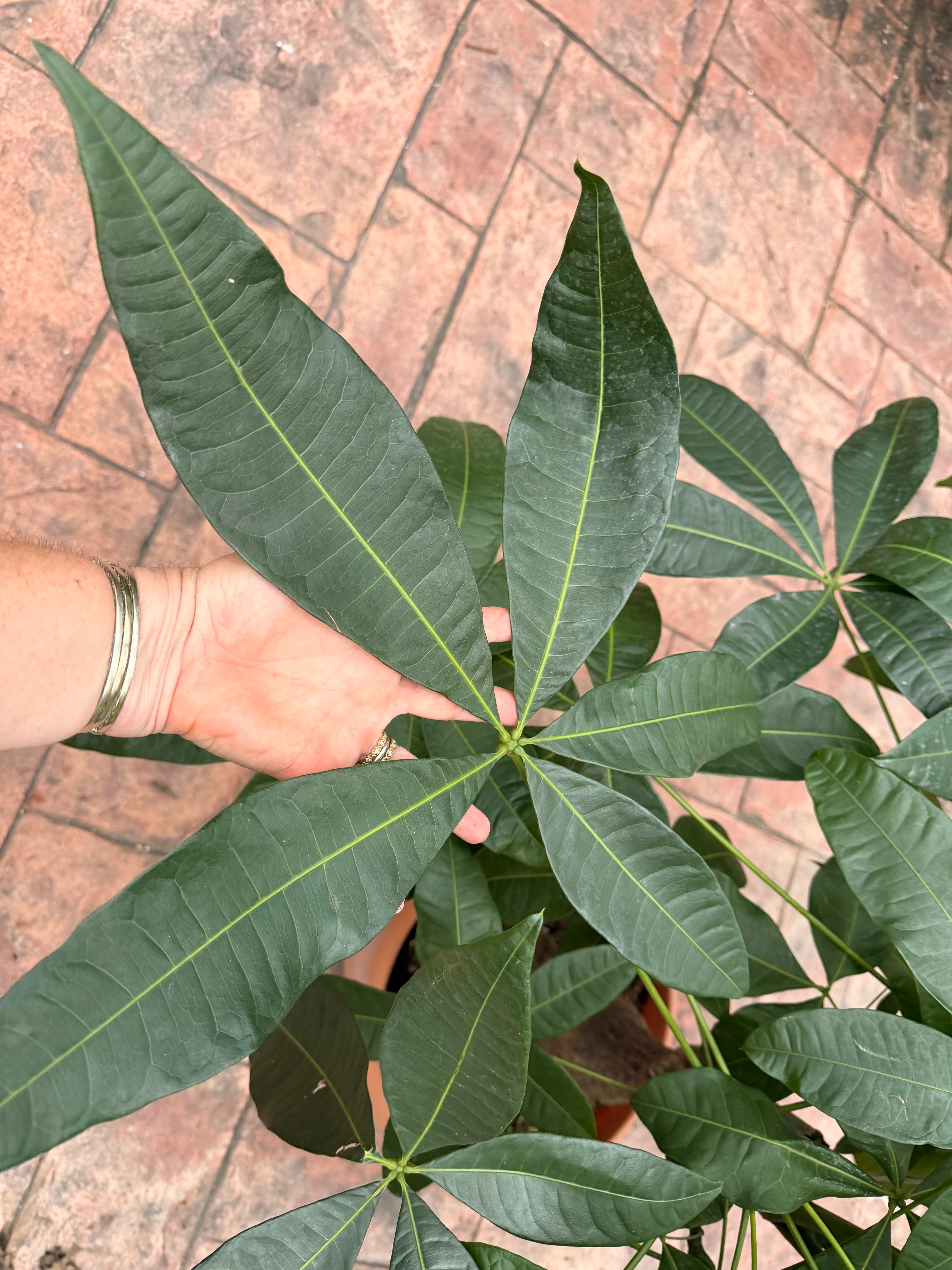 Money tree, thick short trunk, 14” pot