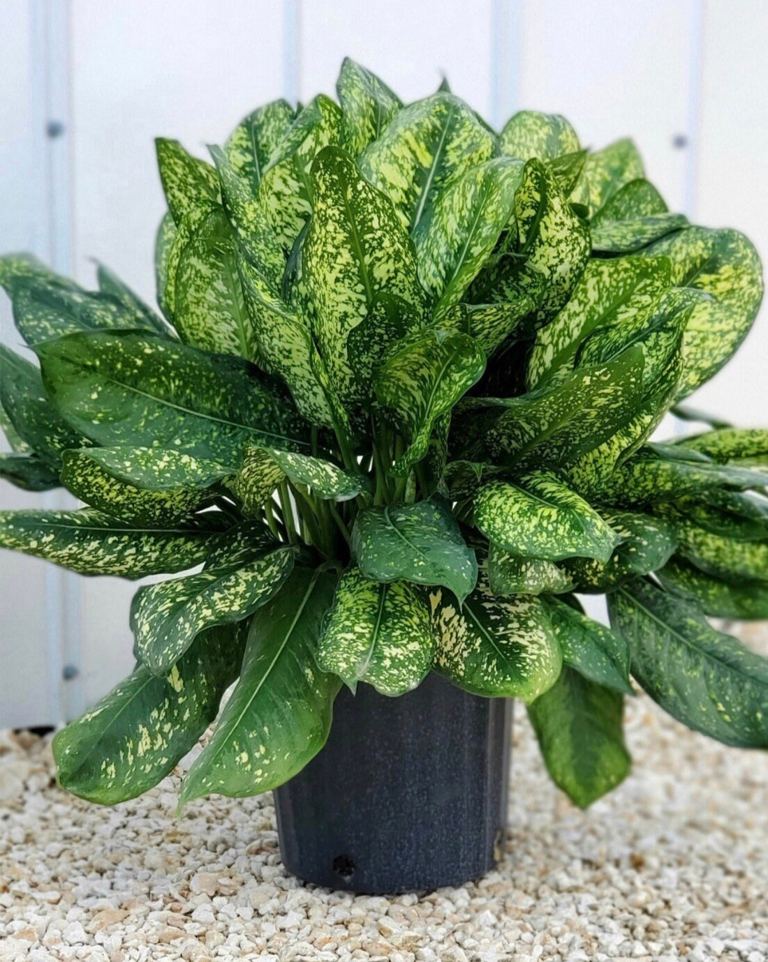 Aglaonema Lumina, 10” pot