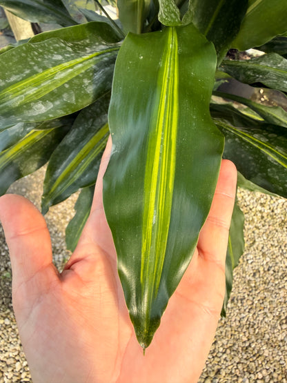 Dracaena Cintho cane, 10” pot