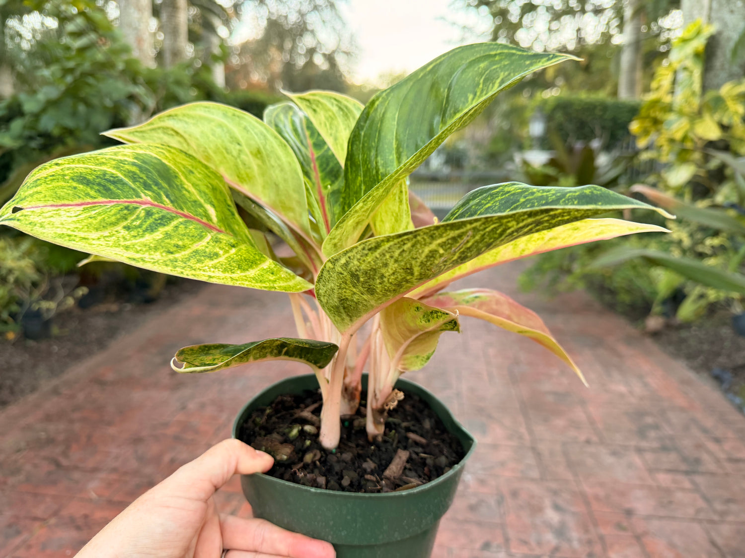 Aglaonema Green Papaya, 6” pot