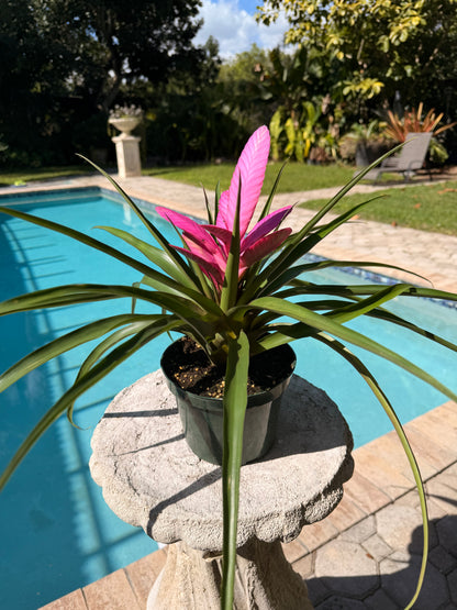 Tillandsia ‘Antonio’, 5” pot