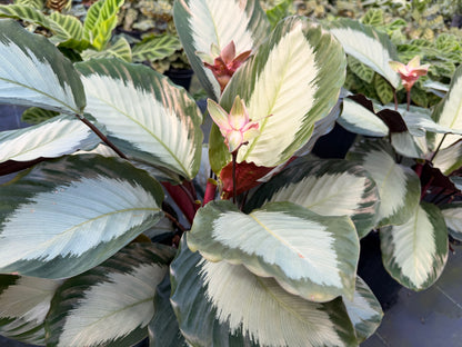 Calathea Royal Standard, 6” pot