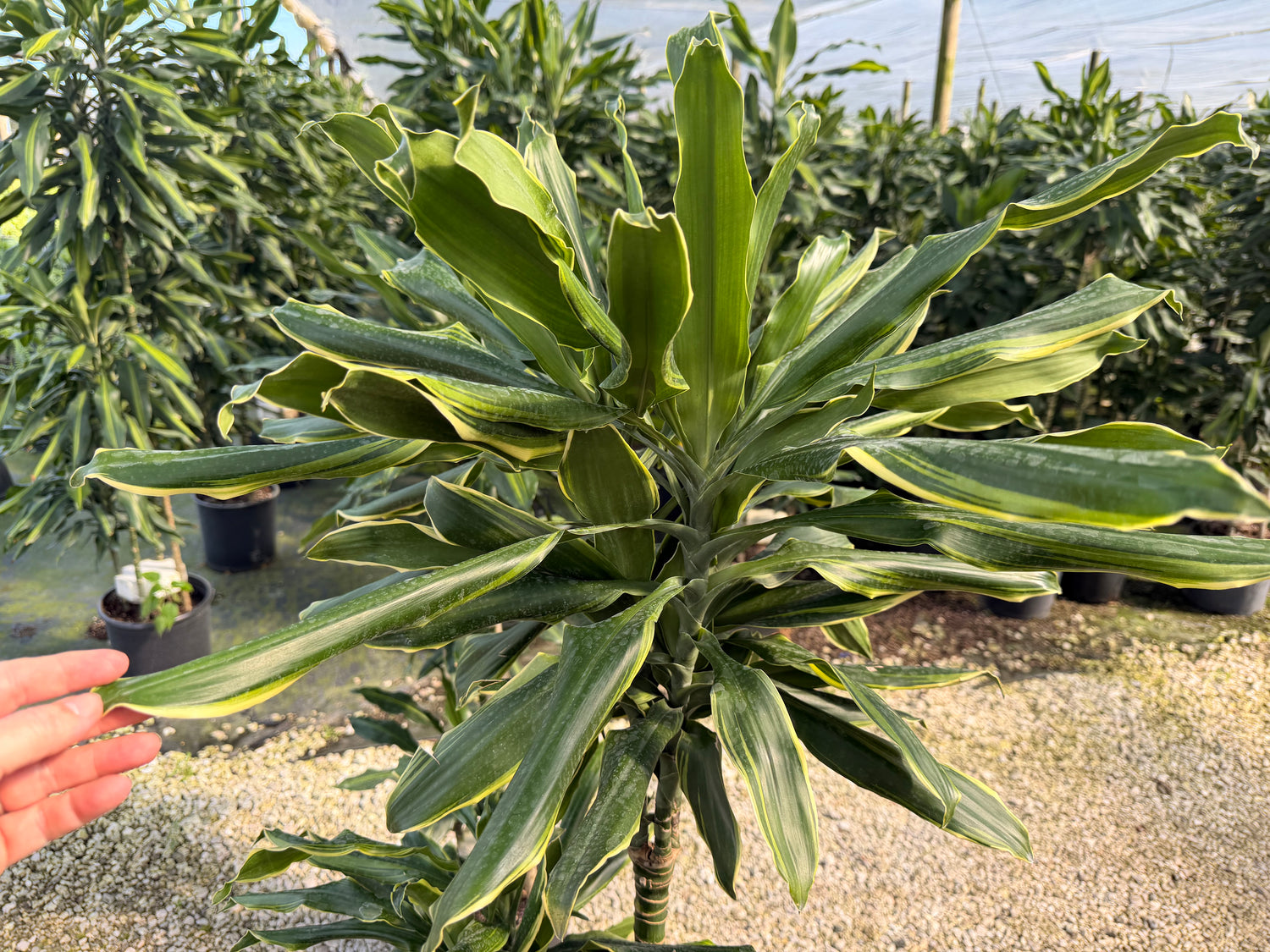 Dracaena Moonlight cane, 10” pot