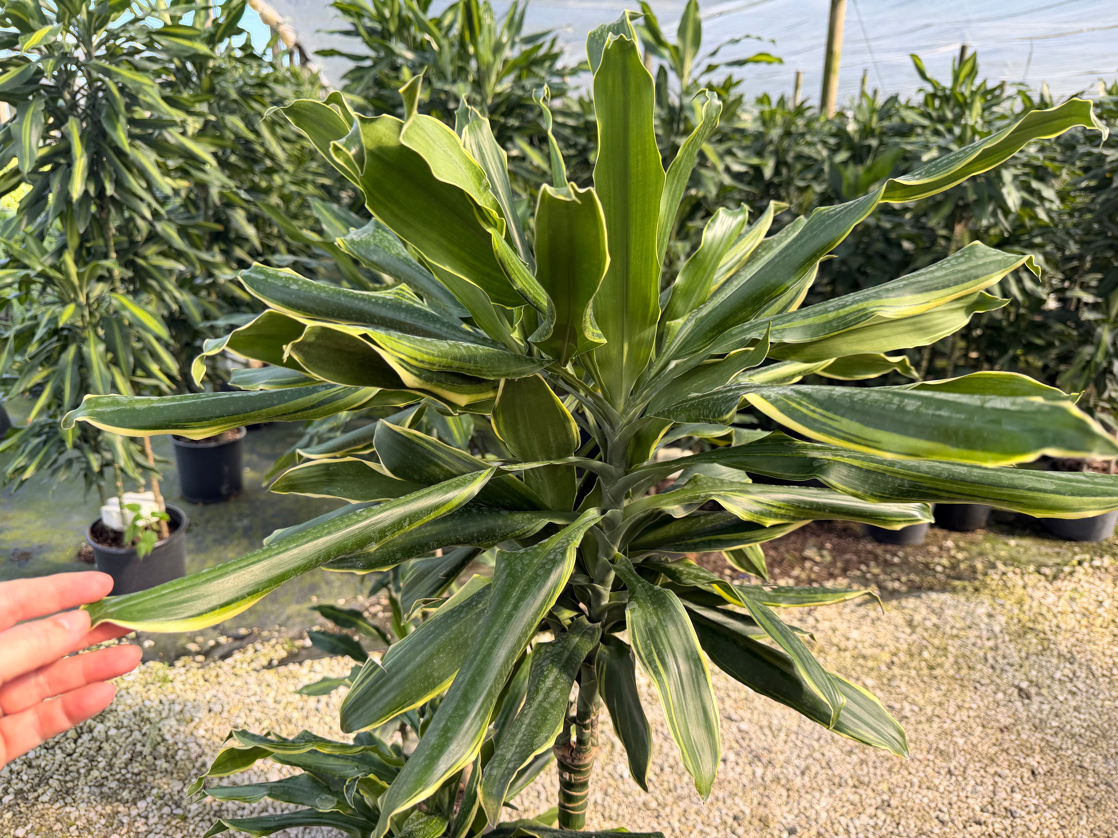 Dracaena Moonlight cane, 10” pot
