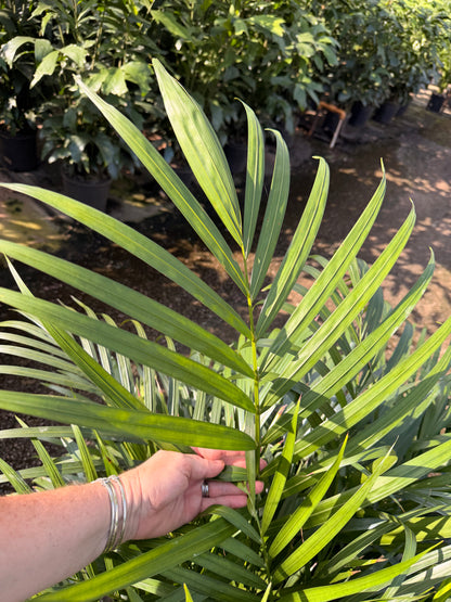 Areca Supreme, 10” pot 40-46” tall