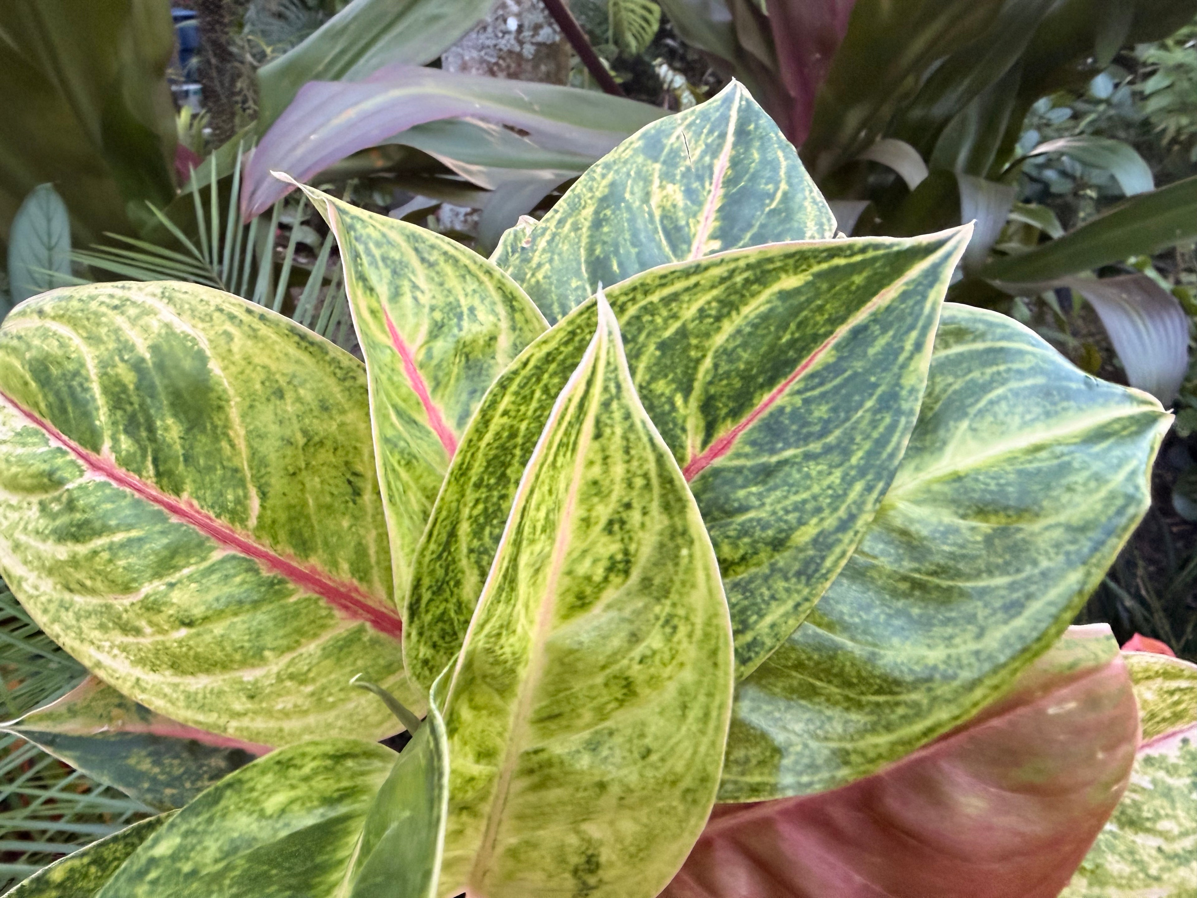 Aglaonema Green Papaya, 6” pot