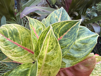 Aglaonema Green Papaya, 6” pot