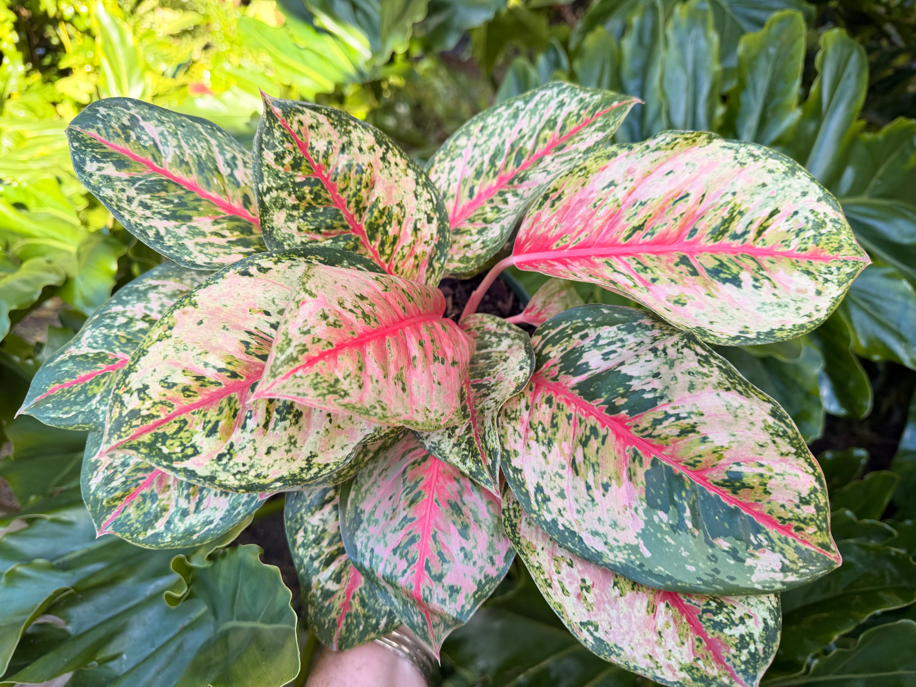 Aglaonema Crosbys Christmas, 6” pot