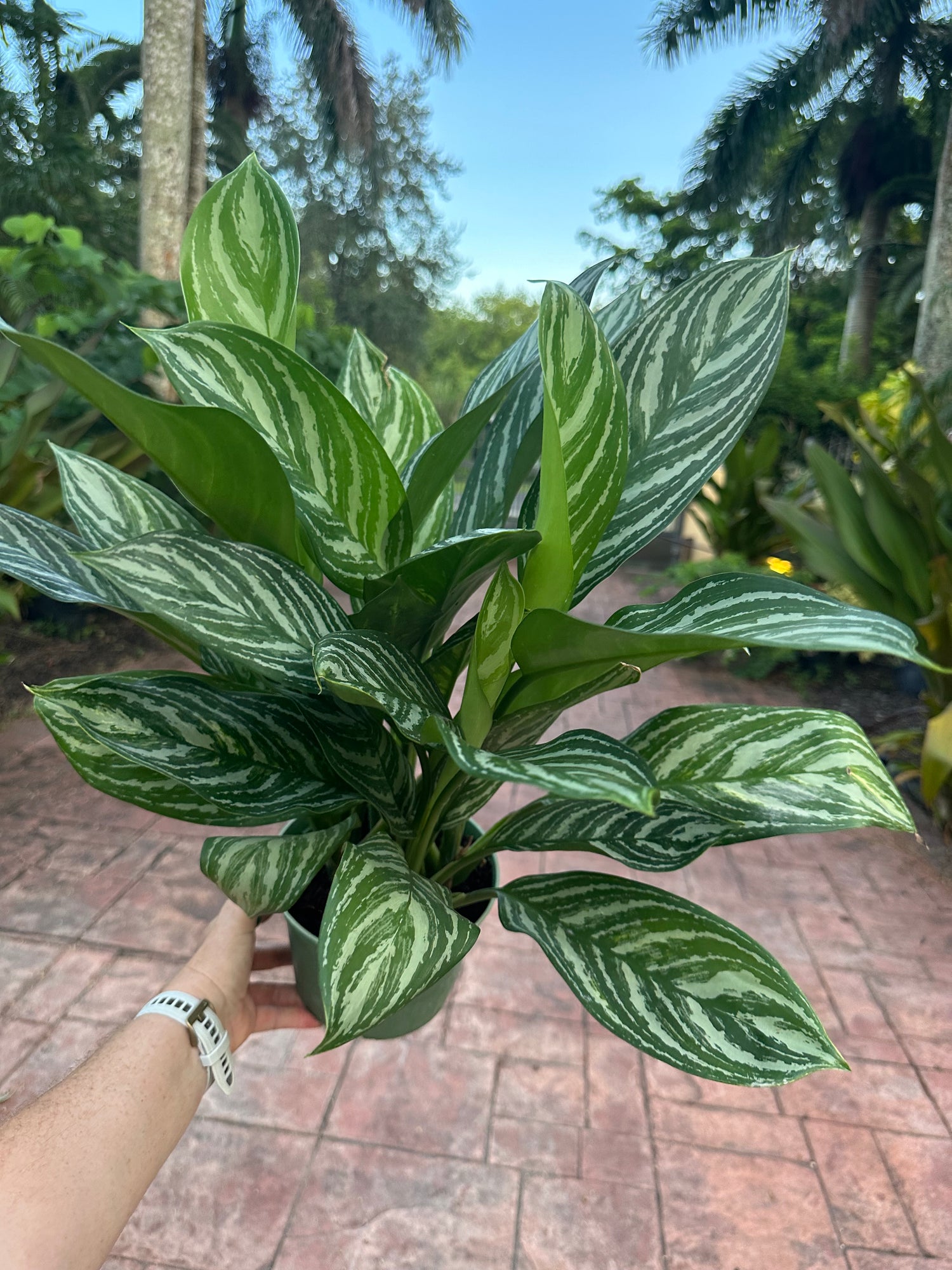 Aglaonema Stripes, 6” pot