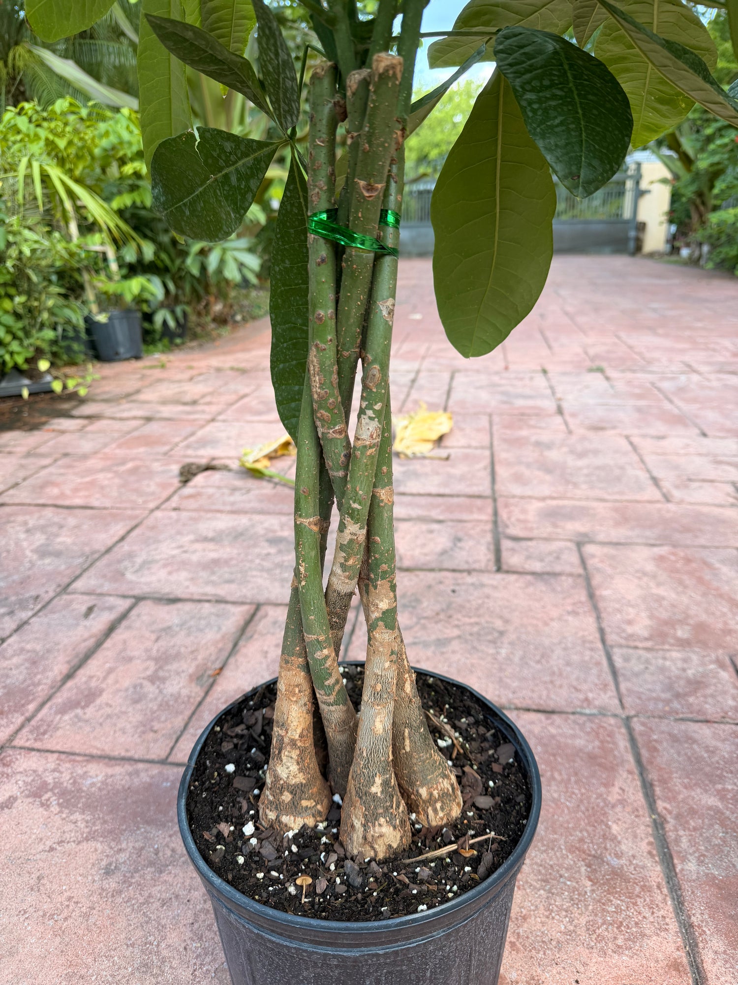 Money tree, 10” pot
