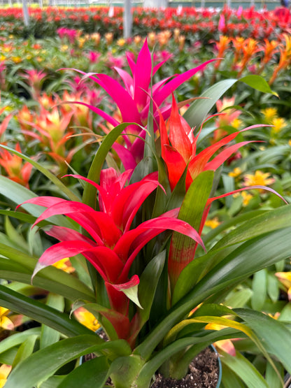 Guzmania planting, 8” pot. 3 plants per pot