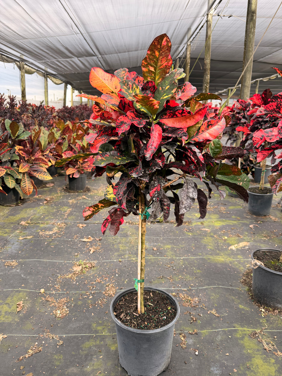 Croton Magnificent Std. 10” pot