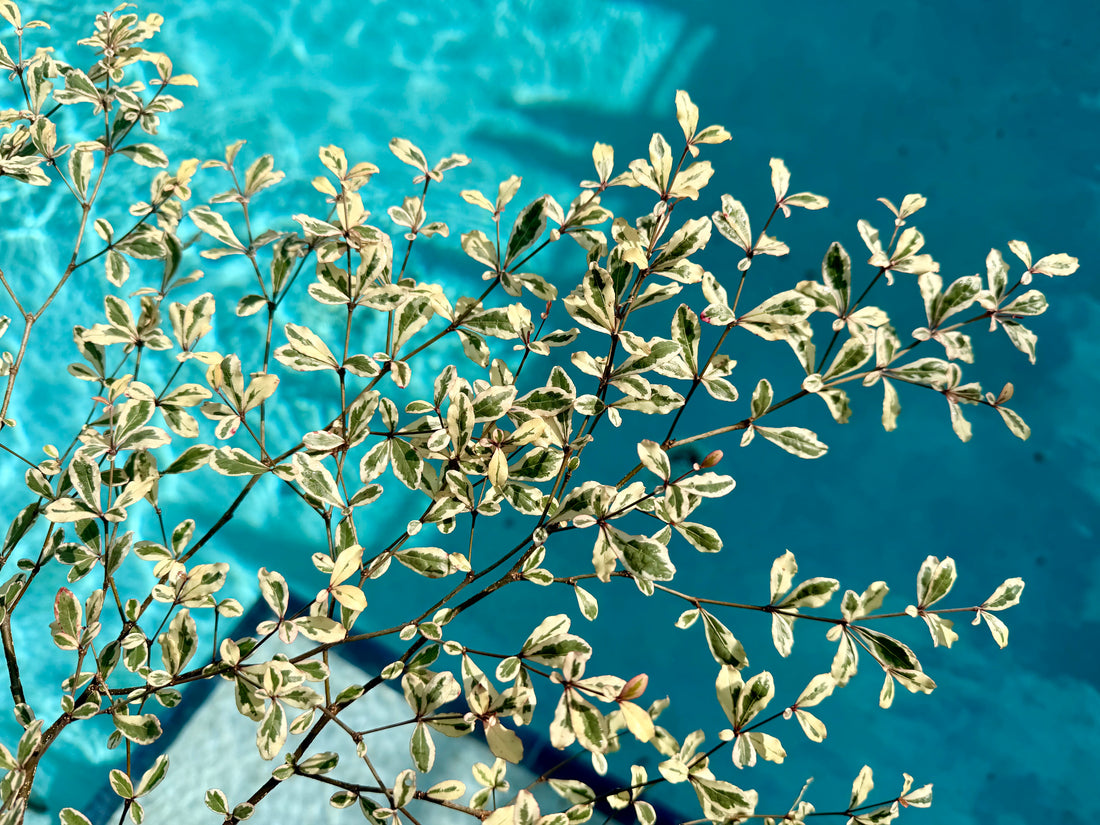 Variegated Terminalia Ivorensis, 10” pot/3G