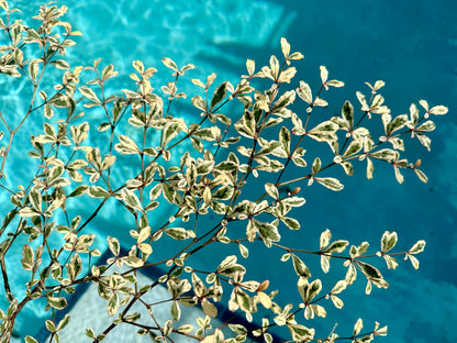Variegated Terminalia Ivorensis, 10” pot/3G