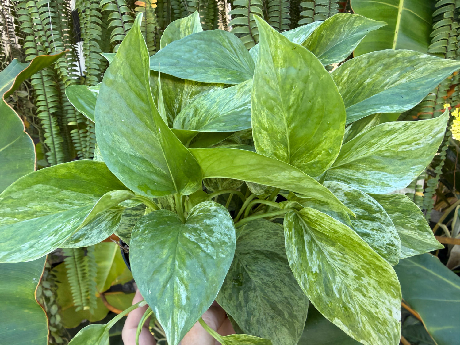 Marble Queen photos, 6” pot