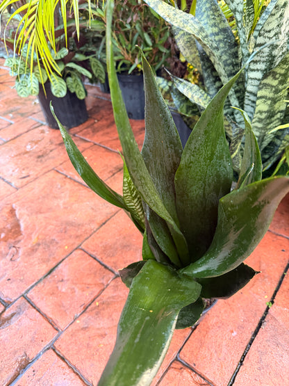 Sansevieria Black Dragon, 6” pot - full pot