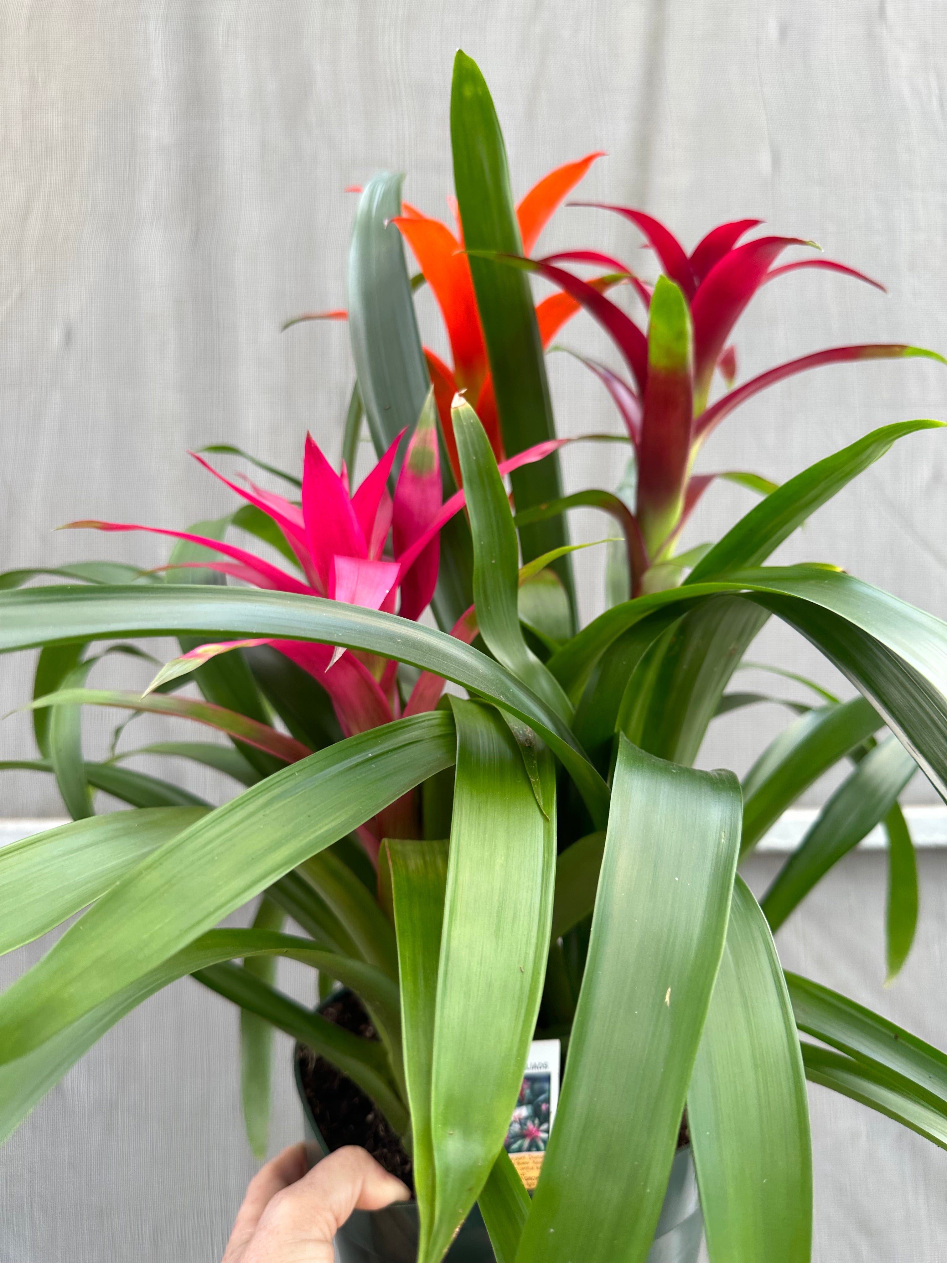 Guzmania planting, 8” pot. 3 plants per pot