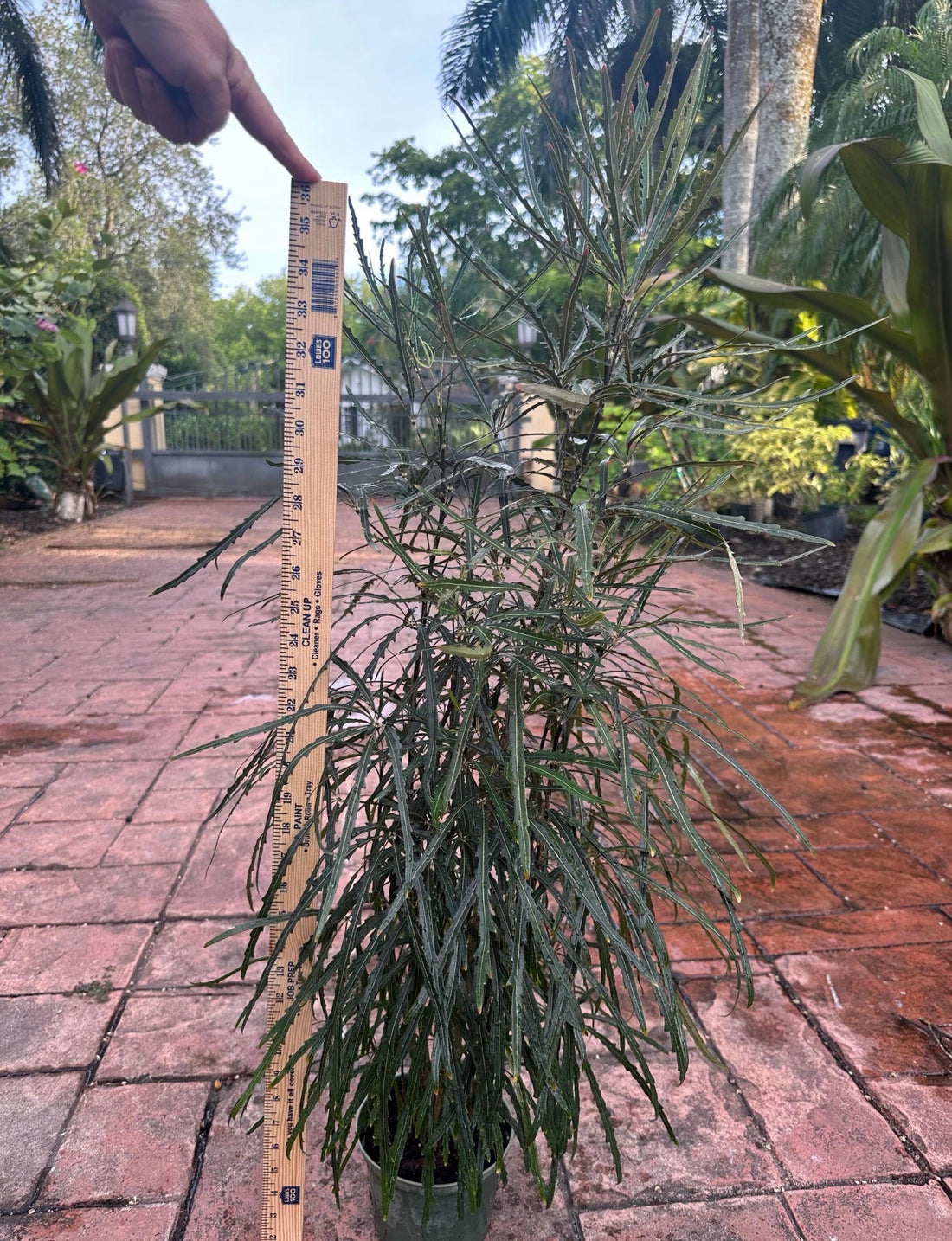 False Aralia, 6” pot Tall