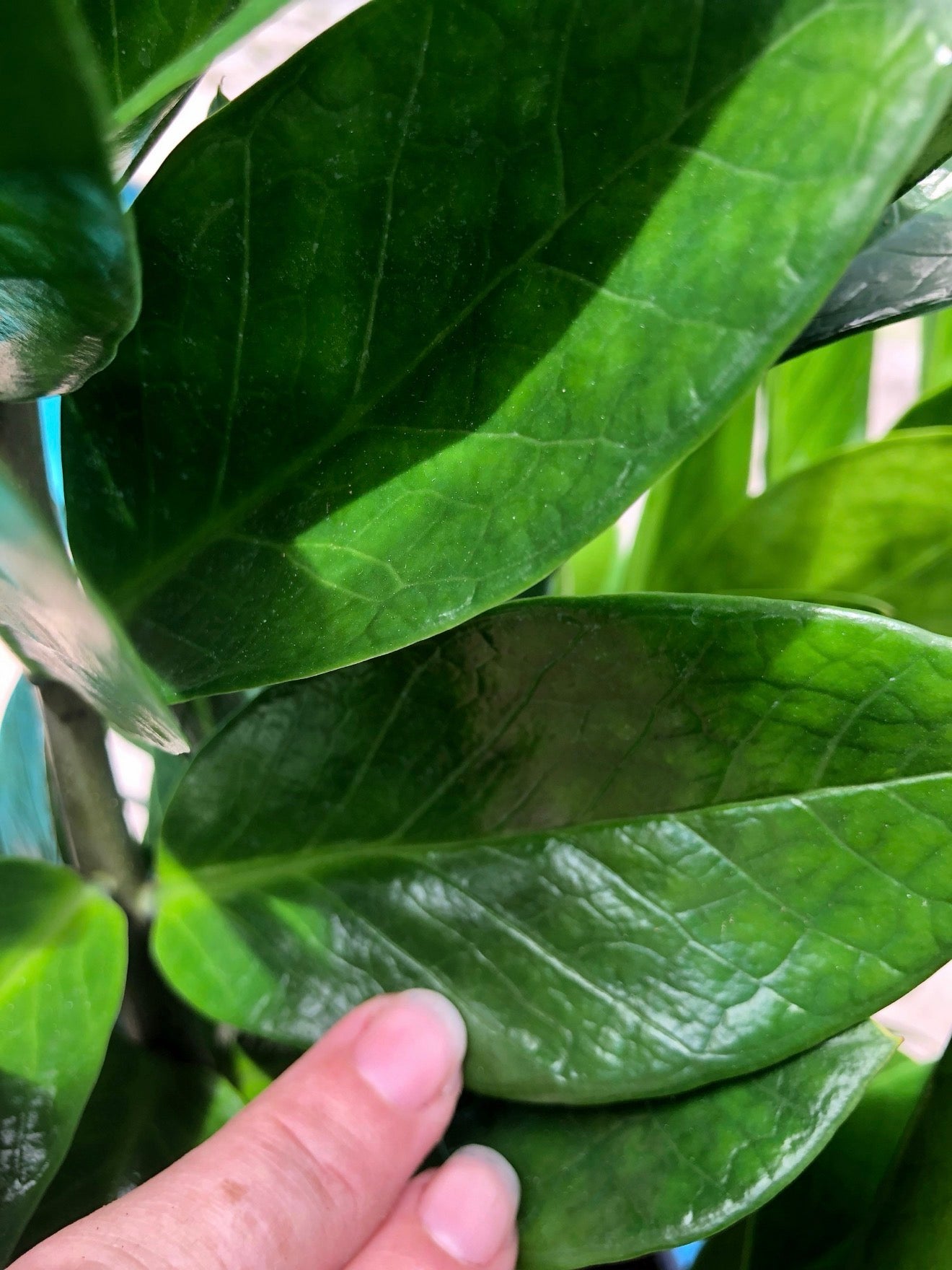 ZZ plant - Zamioculcas zamiifolia, 8” pot