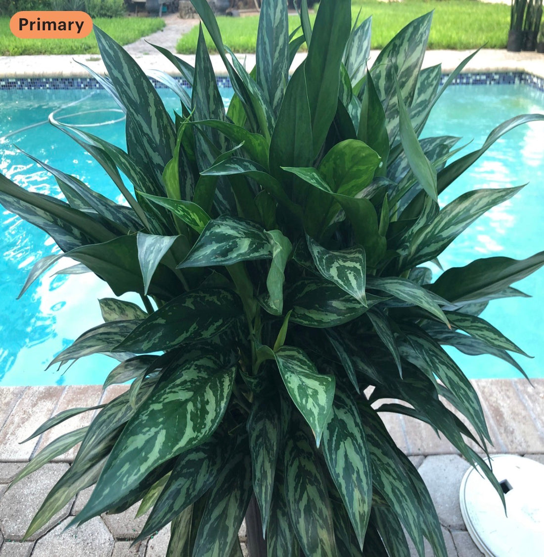 Aglaonema Juliette, 10” pot