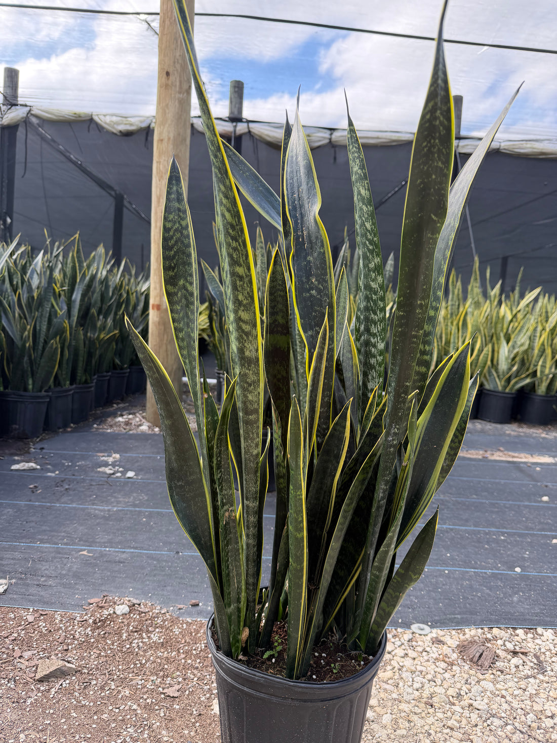 Sansevieria Dakota, 10” pot - ships GROUND