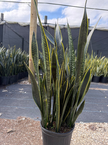 Sansevieria Dakota, 10” pot - ships GROUND