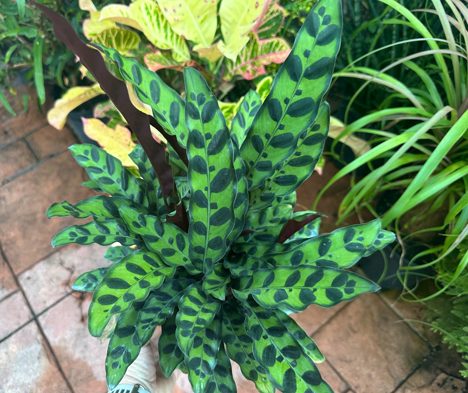 Calathea Lancifolia, 6" pot