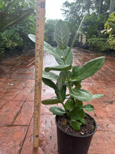 Load image into Gallery viewer, Crown Flower, 10” pot