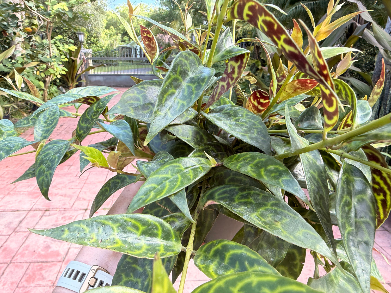 Aeschynanthus Black Pagoda, Lipstick plant, 6” pot