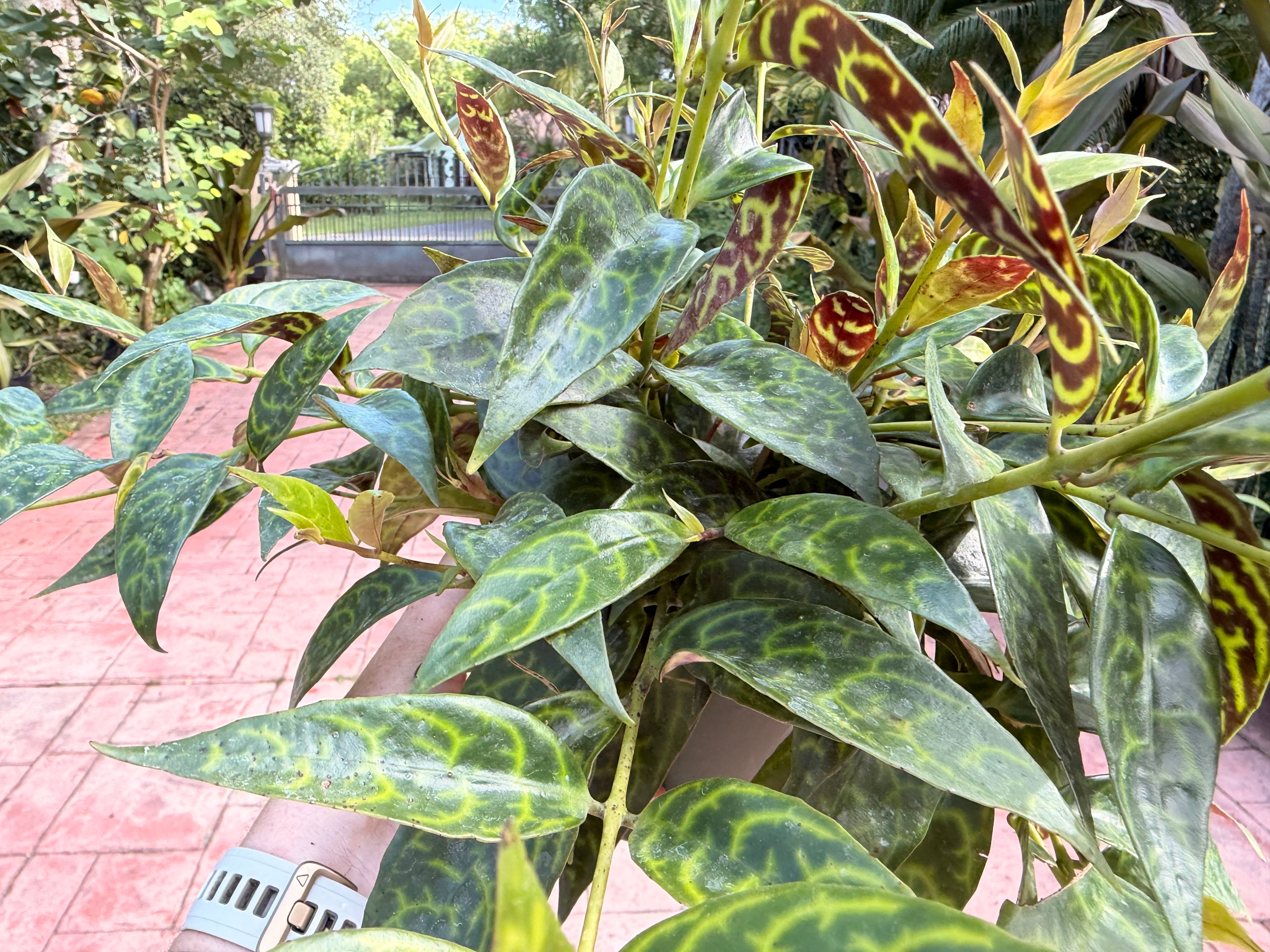 Aeschynanthus Black Pagoda, Lipstick plant, 6” pot