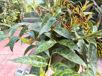 Aeschynanthus Black Pagoda, Lipstick plant, 6” pot