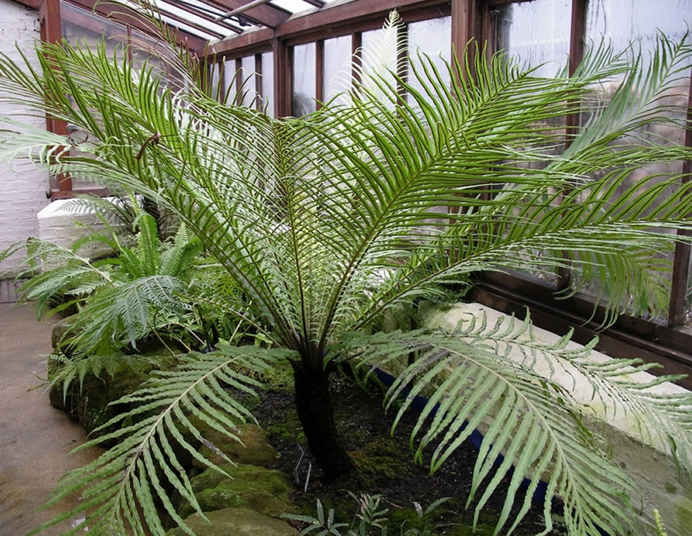 Silver Lady fern, 10” pot