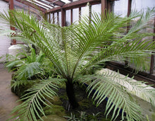 Load image into Gallery viewer, Silver Lady fern, 10” pot