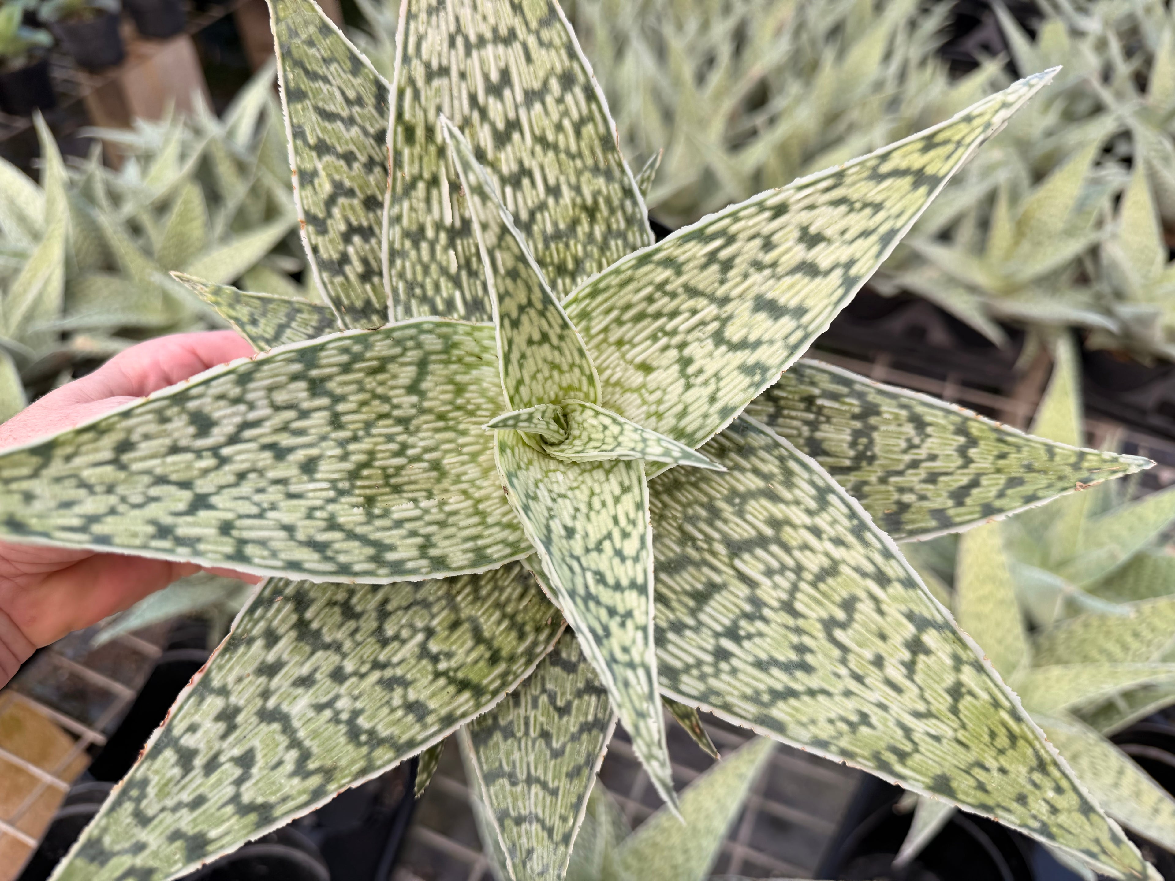 Aloe Delta Lights, 6” pot