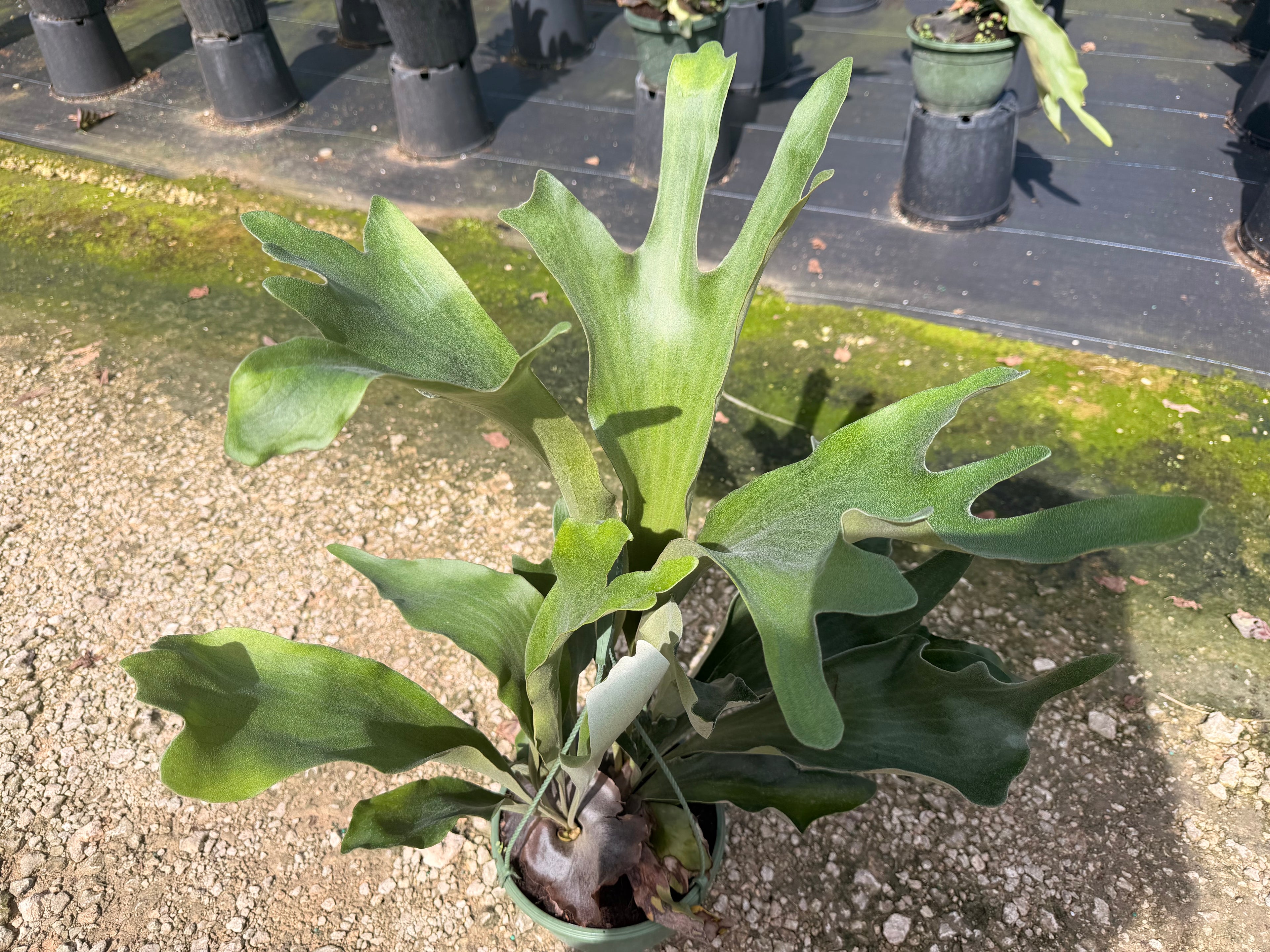 Staghorn fern in 8” hanging basket Large