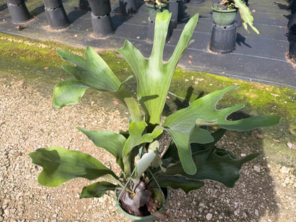 Staghorn fern in 8” hanging basket Large