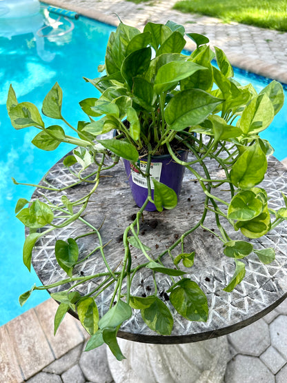 Lemon meringue photos, 4” pot