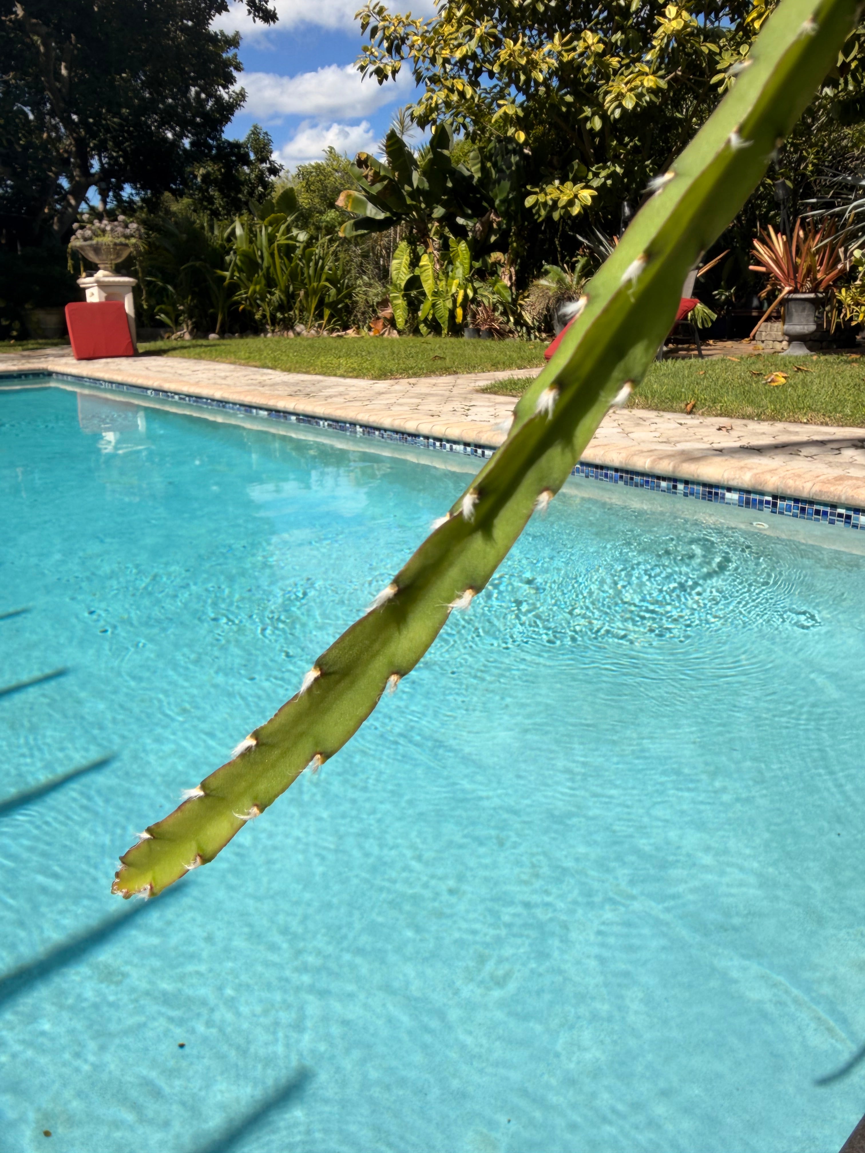 Rhipsalis Cruciformis, 5” pot Large
