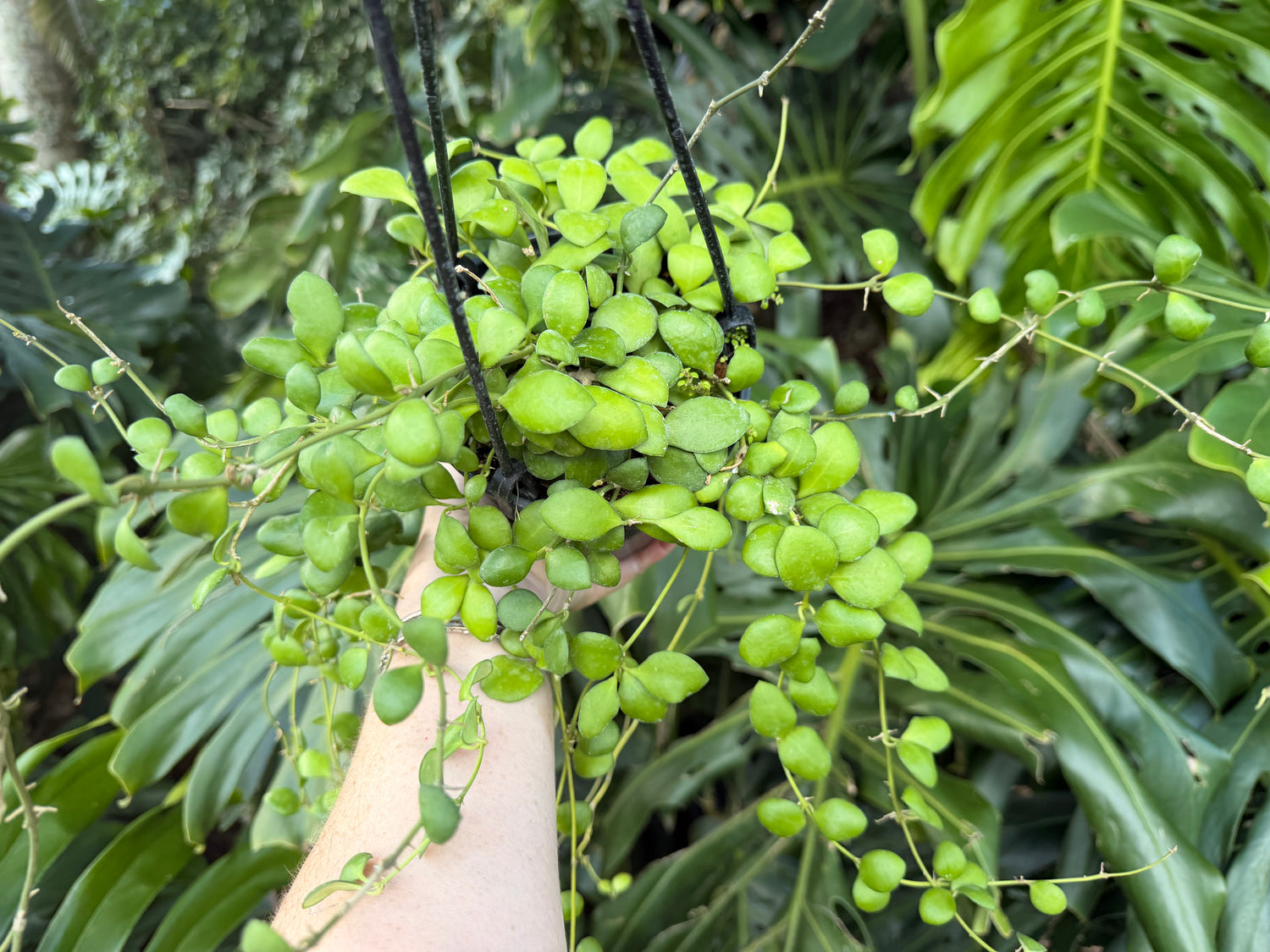 Hoya heuschkleliana yellow flower, 5” pot