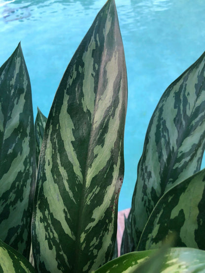 Aglaonema Juliette, 10” pot