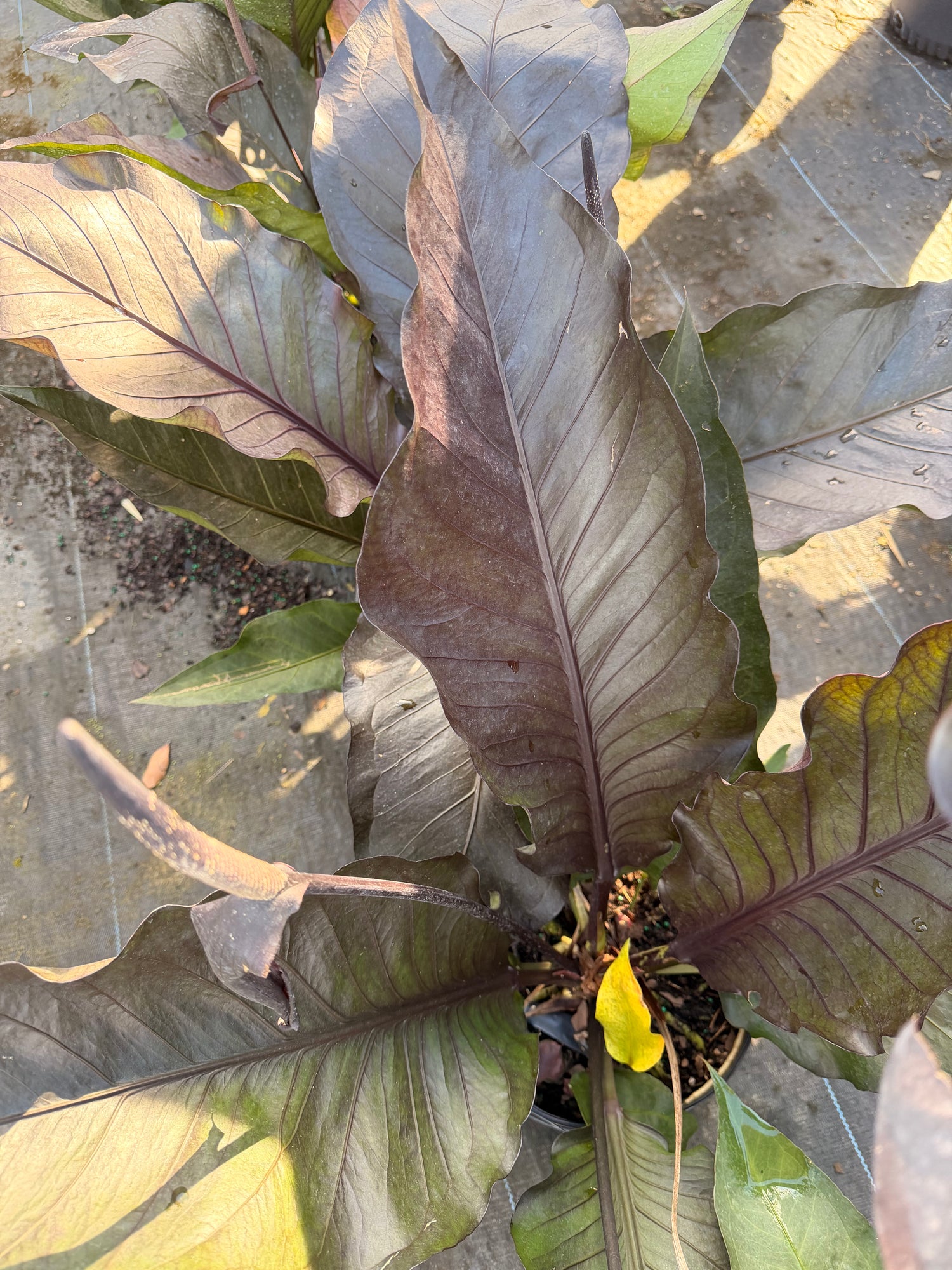 Anthurium Black Dragon, 10” pot. Large. May havesome holes in leaves.