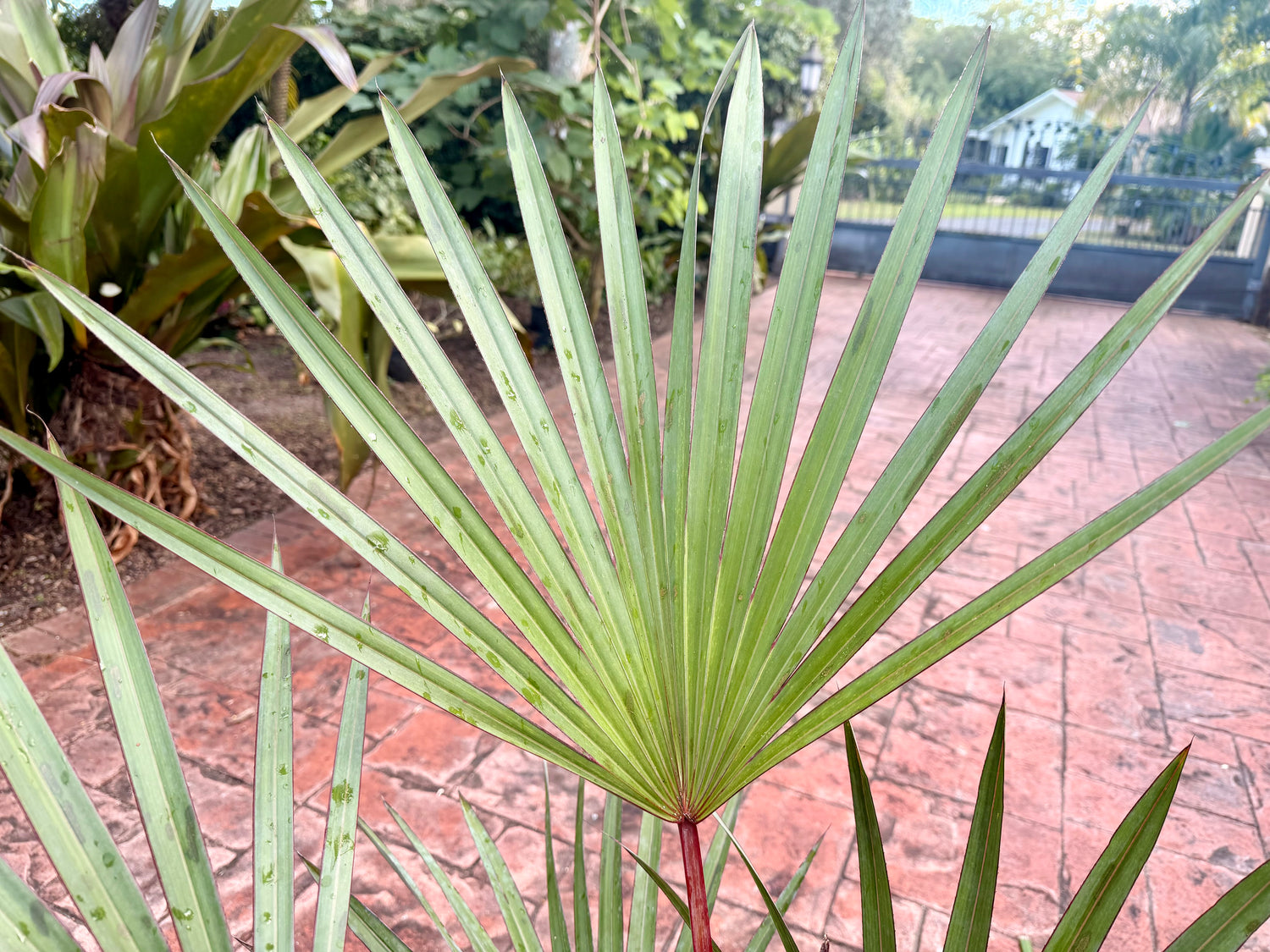 Red Latan palm, 10” pot